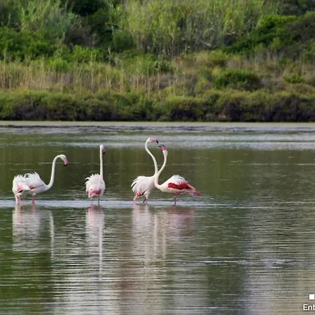 Apartment Vh Costablanca - Naima Calp